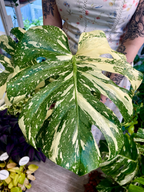 Monstera Thai Constalation fi17