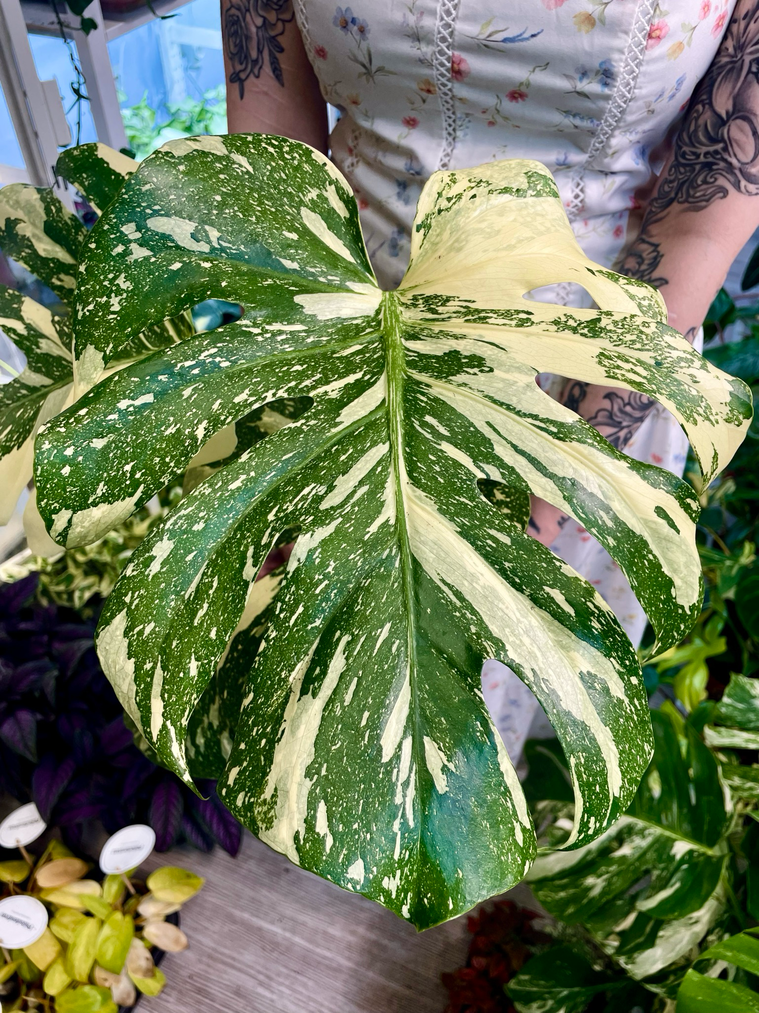 Monstera Thai Constalation fi17