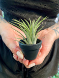 Tillandisia Terracotta black zracna biljka