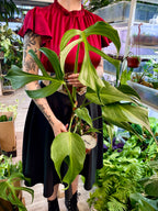 Monstera Burle Marx Flame fi15