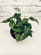 Monstera Siltepecana fi12