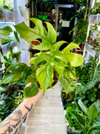 Rhaphidophora Tetrasperma 'Monstera Minima' fi12