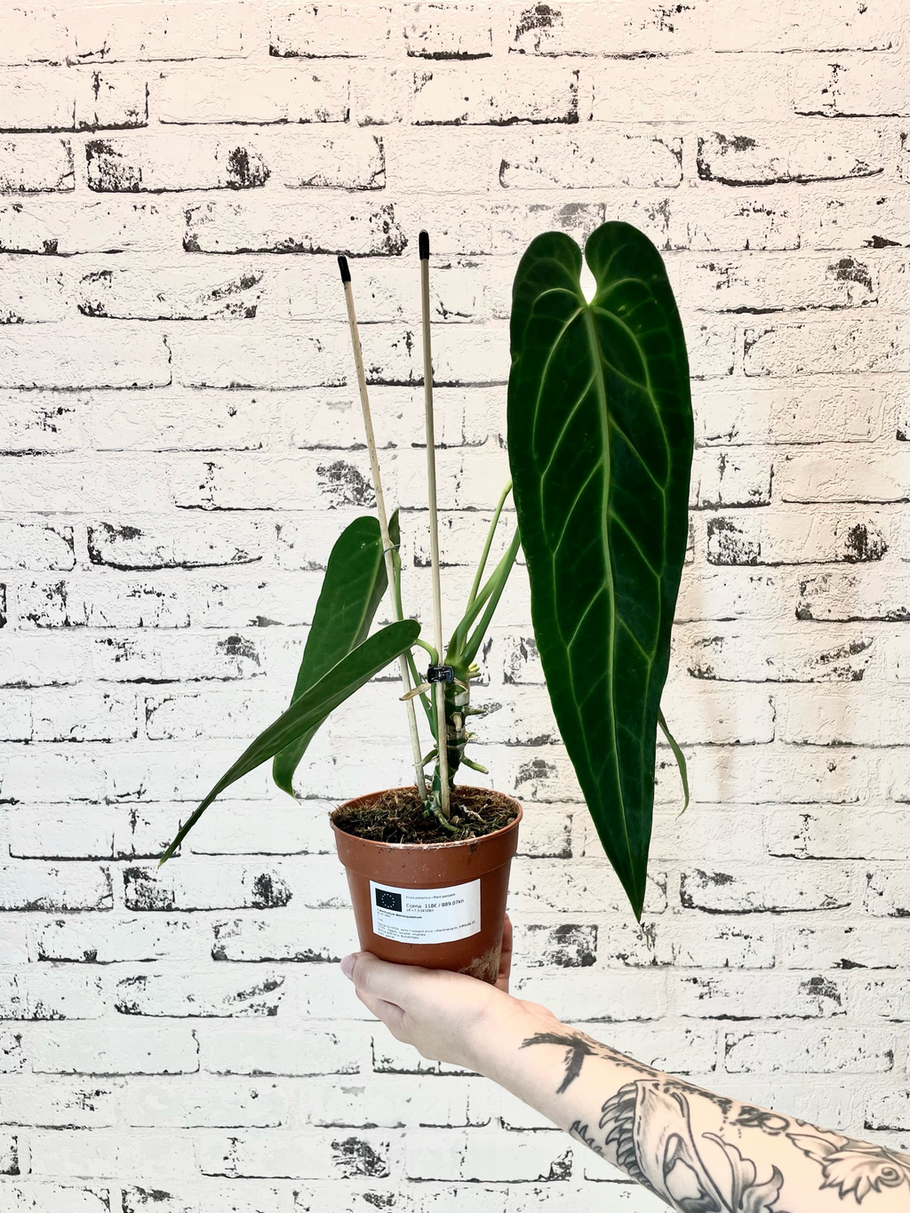 Anthurium Warocqueanum (Queen Anthurium) fi12