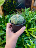 Astrophytum Asterias fii7,5
