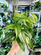 Monstera Siltepecana fi12
