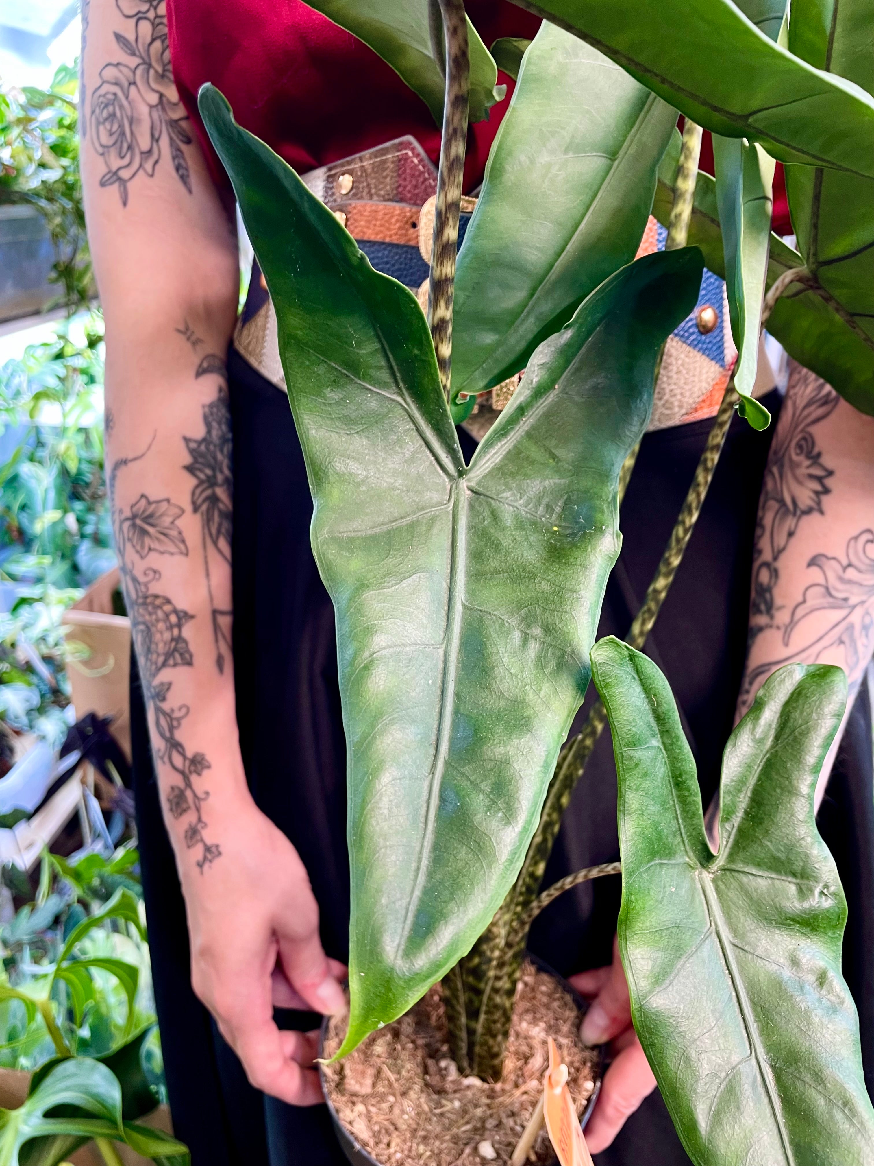 Alocasia Tigrina Superba fi14