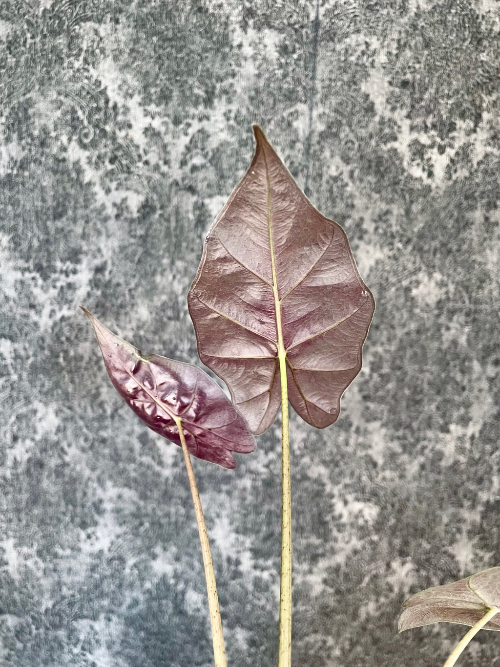Alocasia Mayan Mask fi6