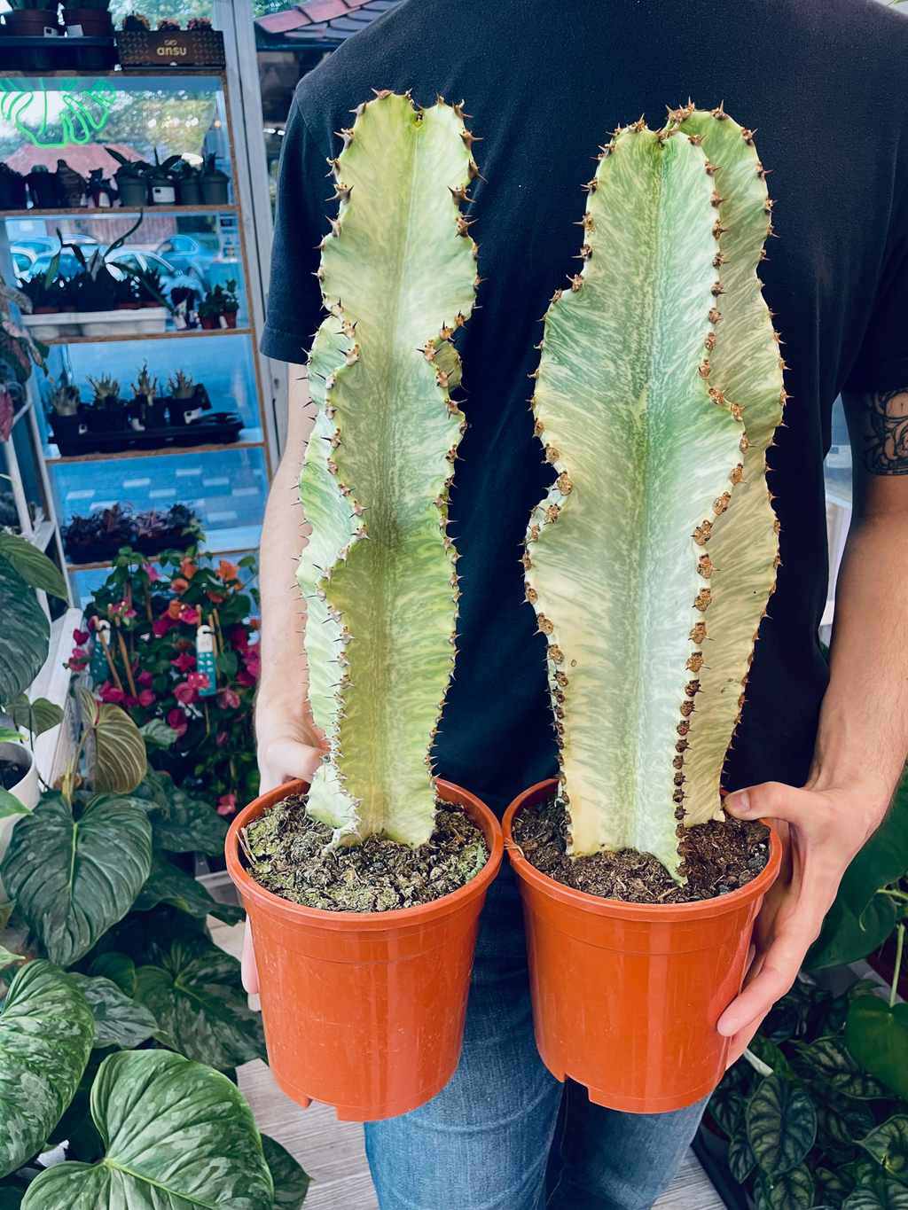 Euphorbia Ingens Variegata Marmorata fi17