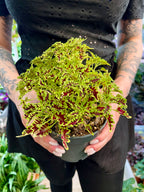 Coleus Skeleton fi12