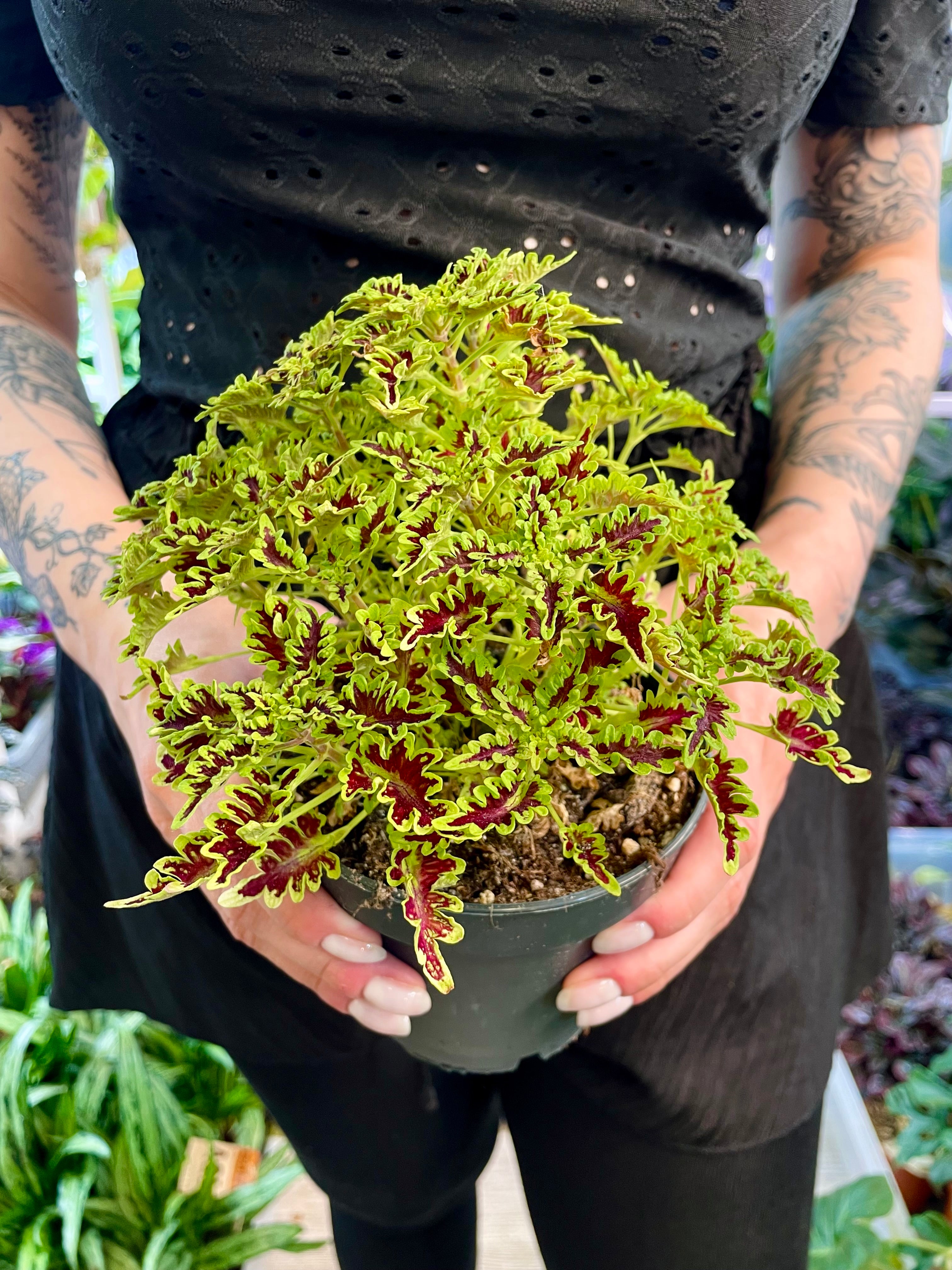 Coleus Skeleton fi12