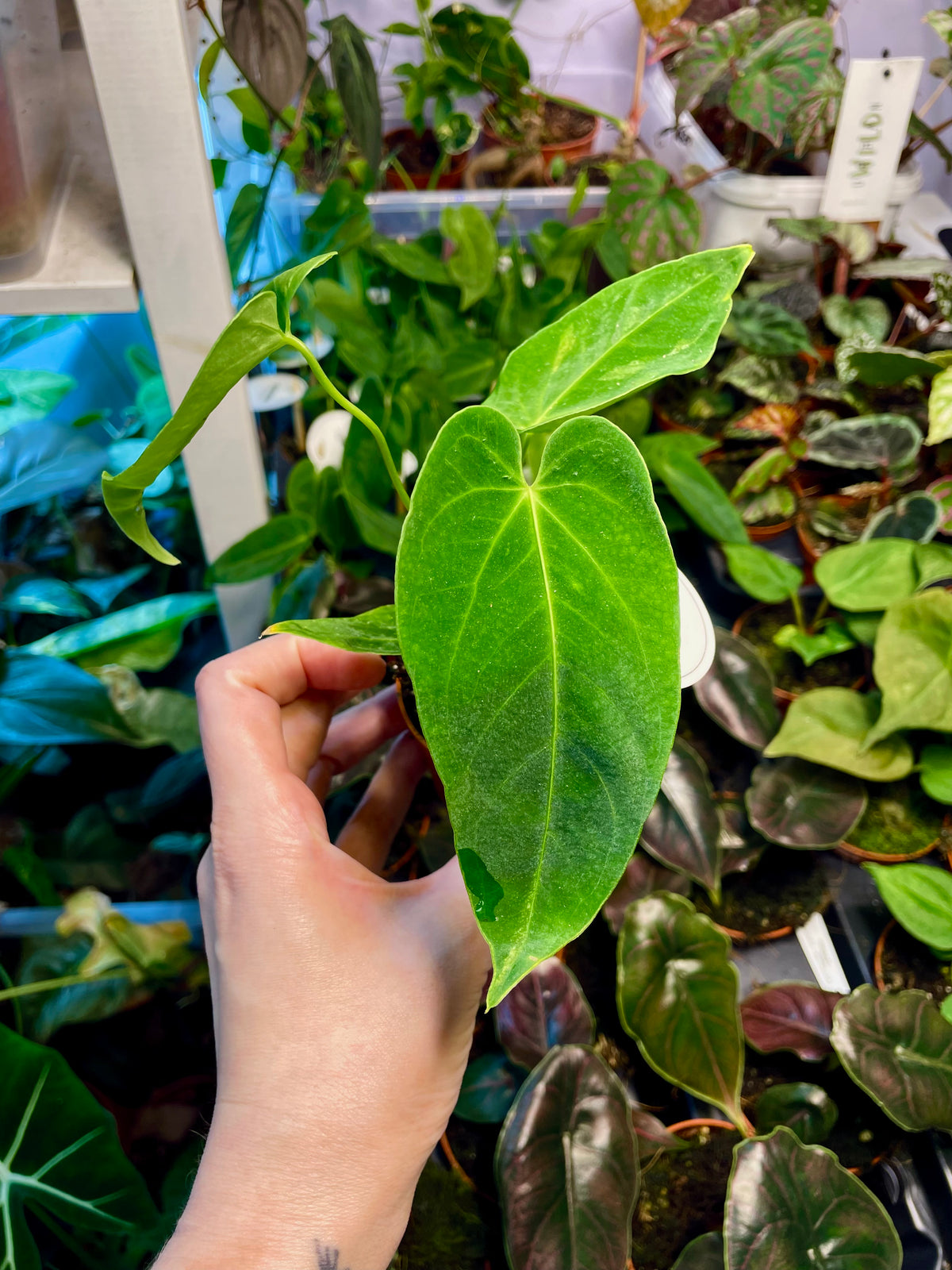 Anthurium Waterburyanum fi6