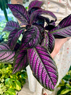 Strobilanthes Dyeriana Perzijski štit fi13