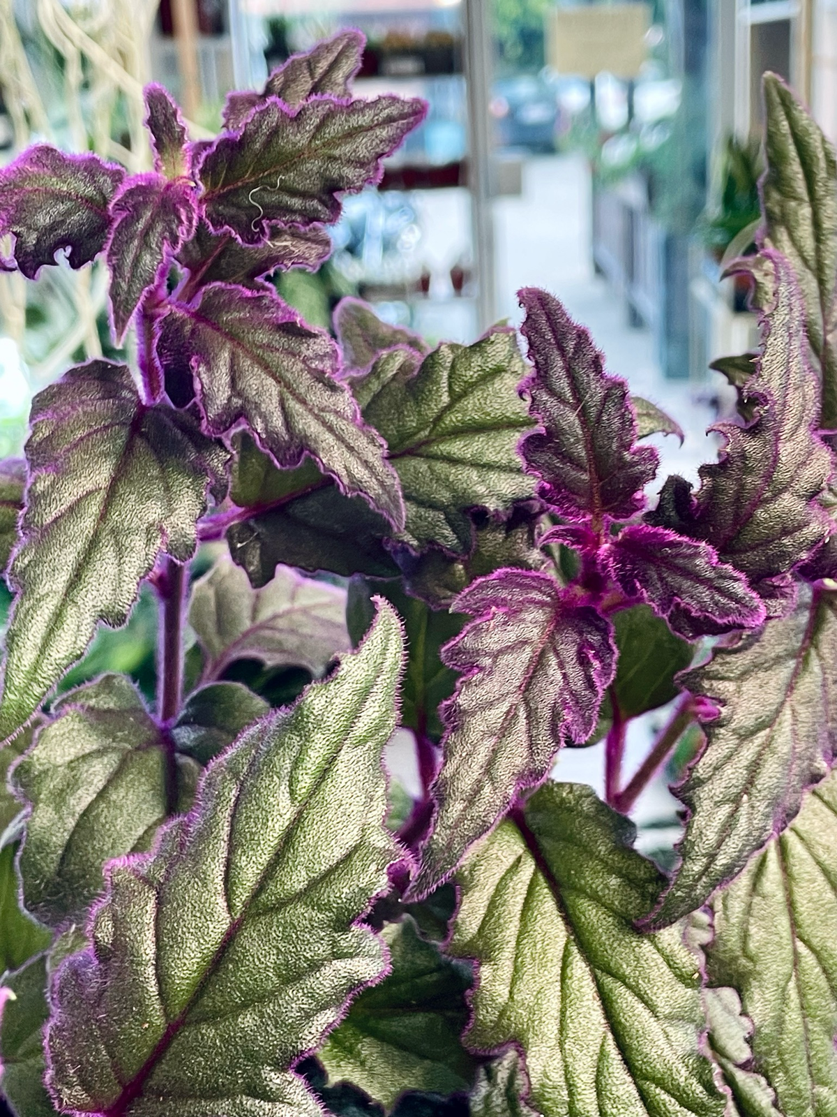 Gynura Aurantiaca 'Purple Passion' fi15