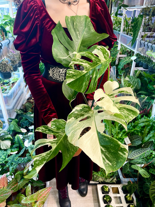Monstera Deliciosa Albo Variegata pot 17