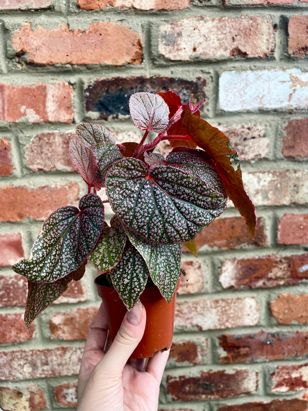 Begonia Morris fi8
