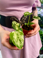 Monstera Bulbasaur
