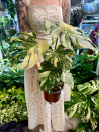 Monstera Thai Constalation fi17