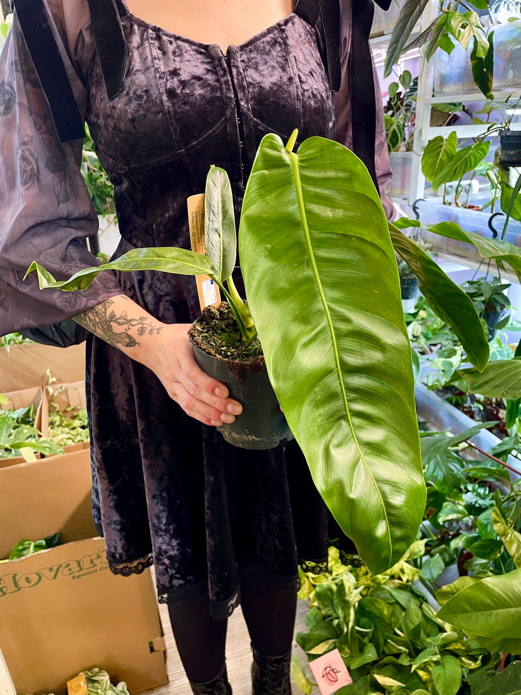 Philodendron Patriciae fi14
