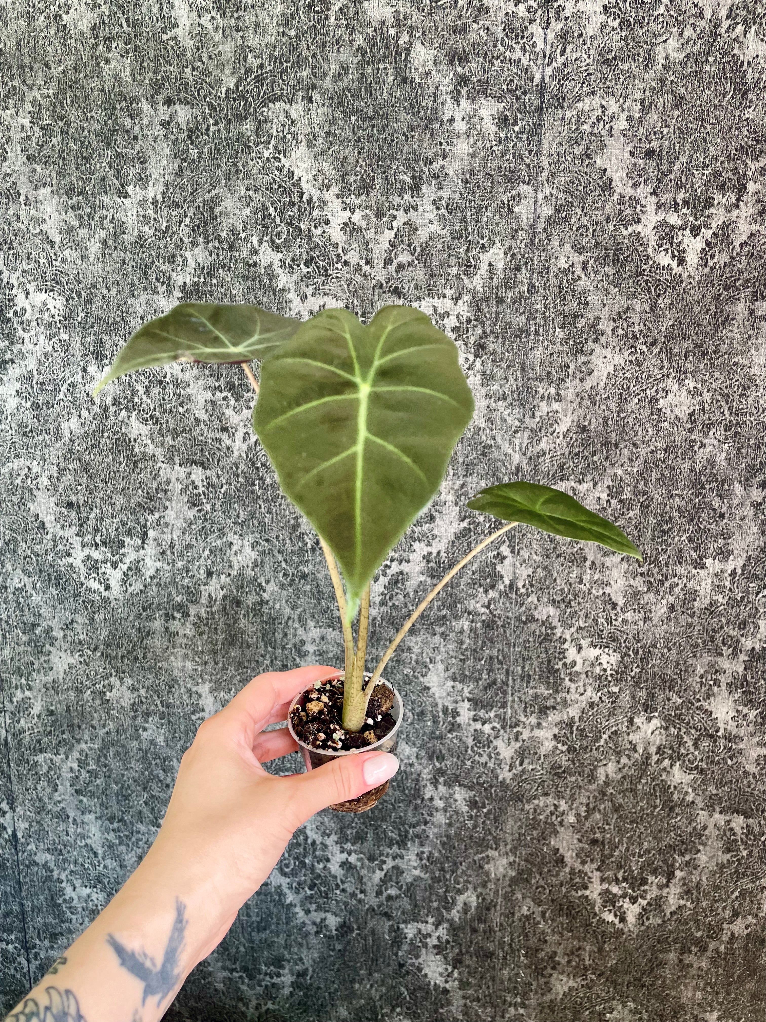 Alocasia Mayan Mask fi6