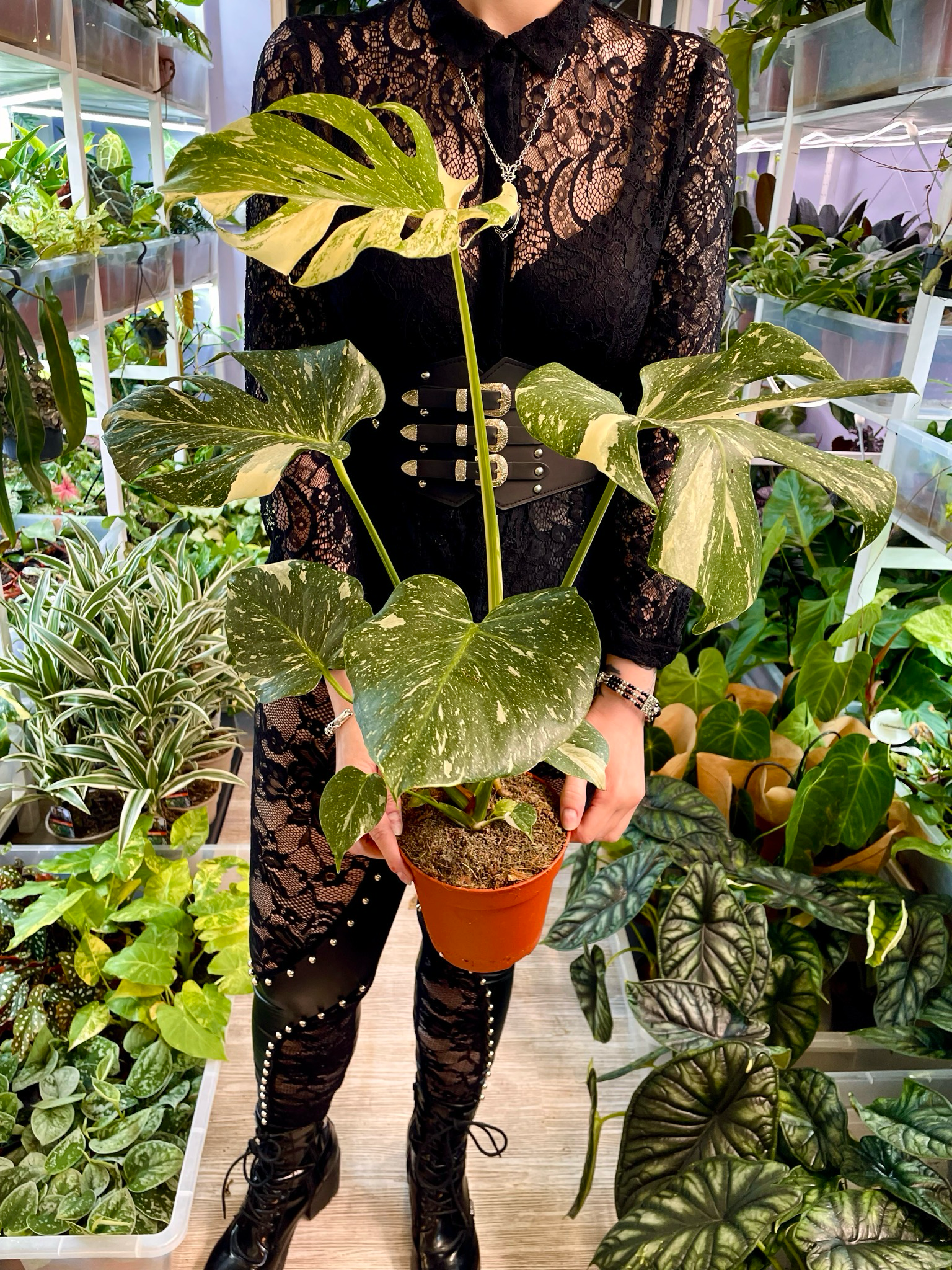 Monstera Thai Constalation fi17
