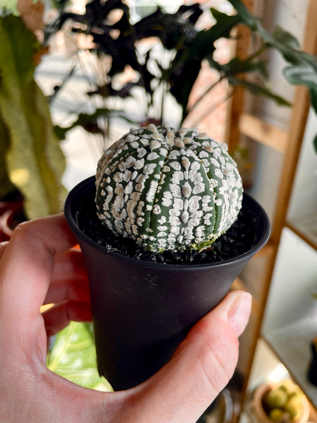 Astrophytum Asterias
Super Kabuto fii7,5