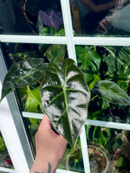 Alocasia Mayan Mask fi6