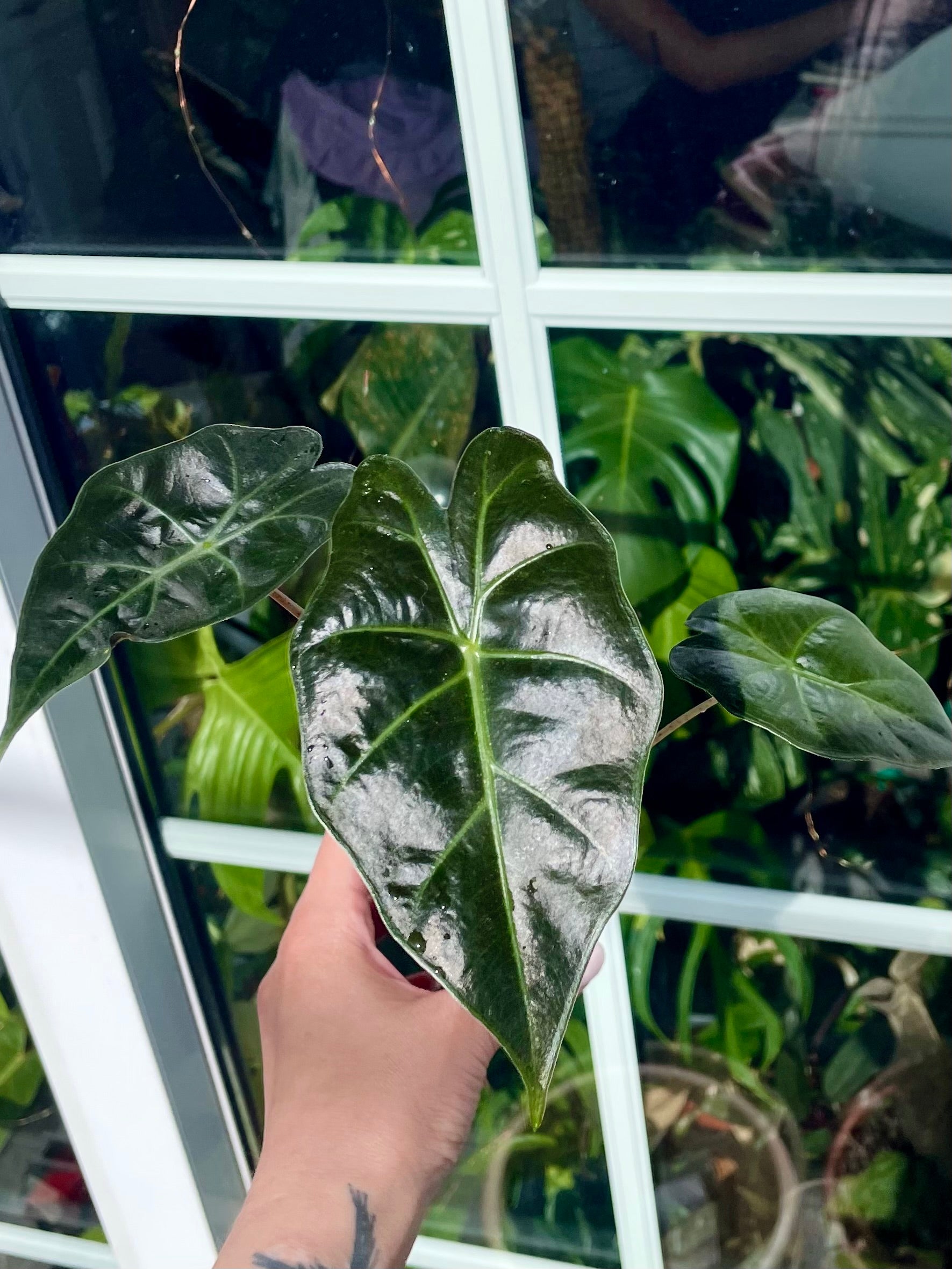 Alocasia Mayan Mask fi6