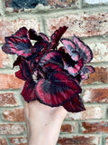Begonia rex Red Kiss fi13