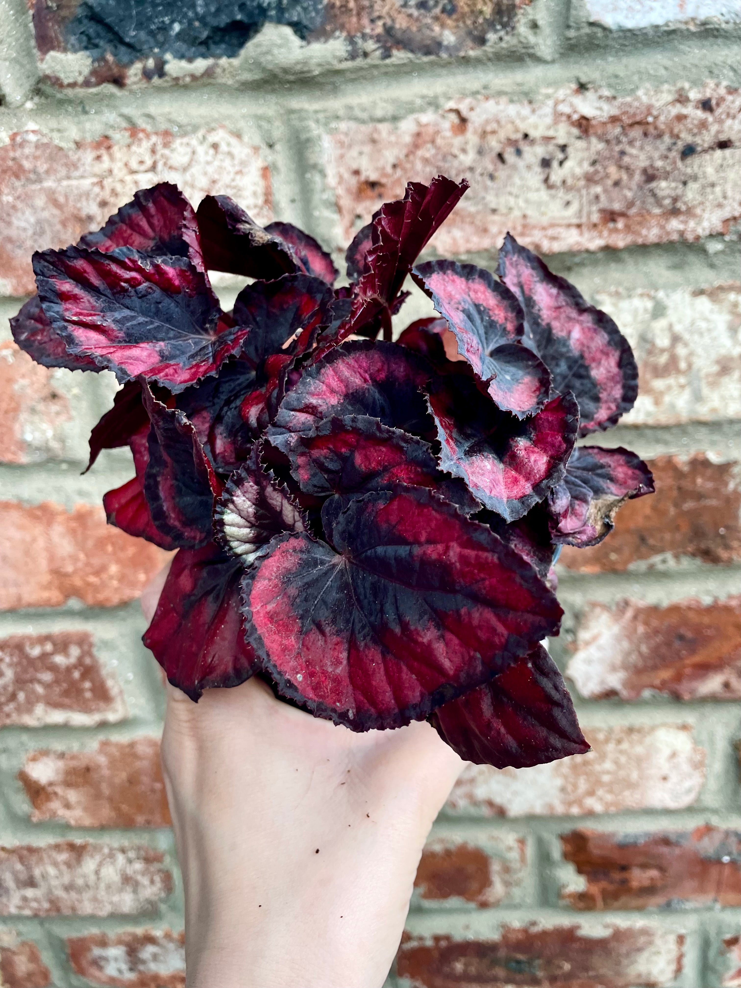 Begonia rex Red Kiss fi13