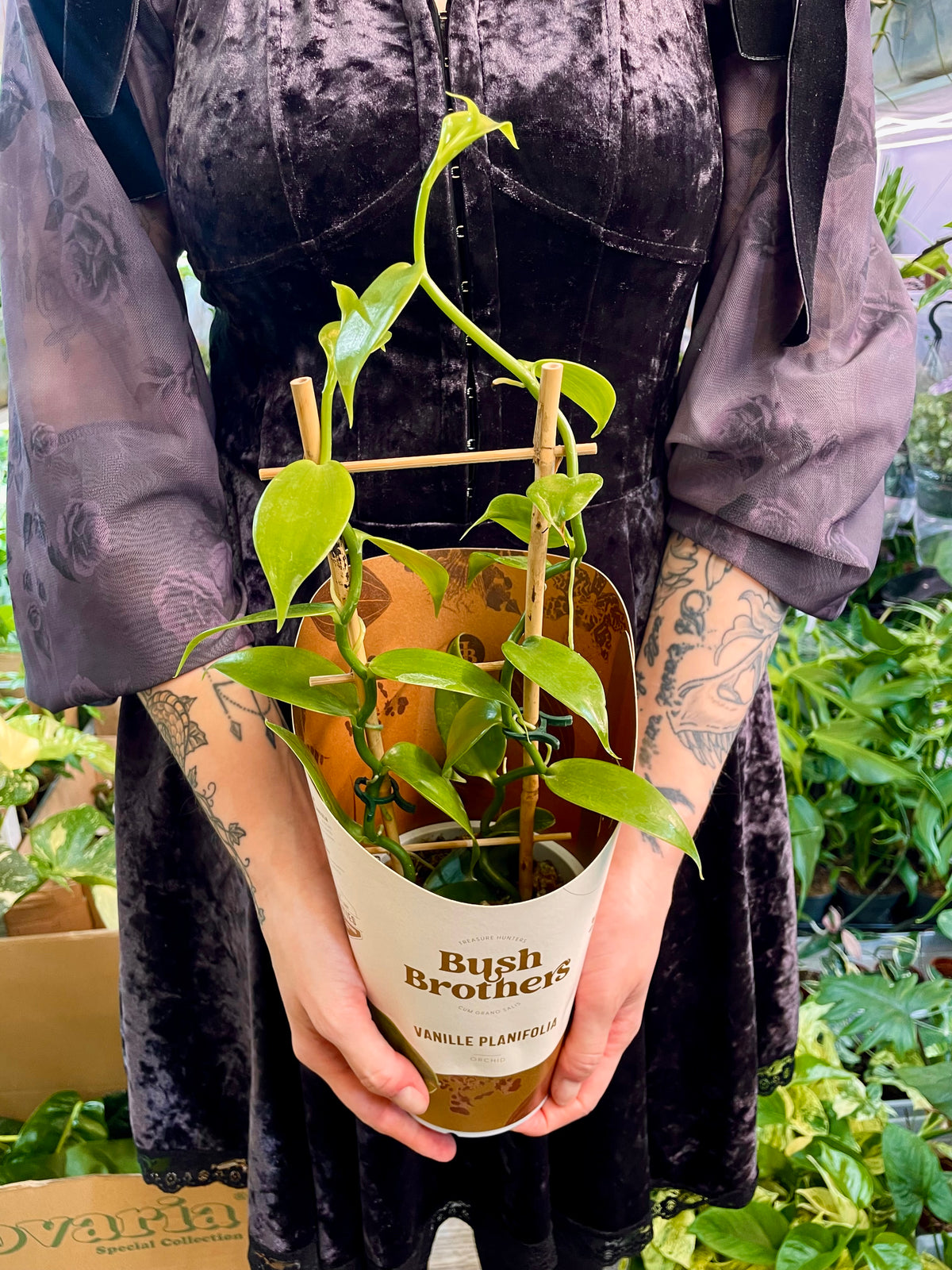 Vanilija (Orhideja Vanilla Planifolia) fi12