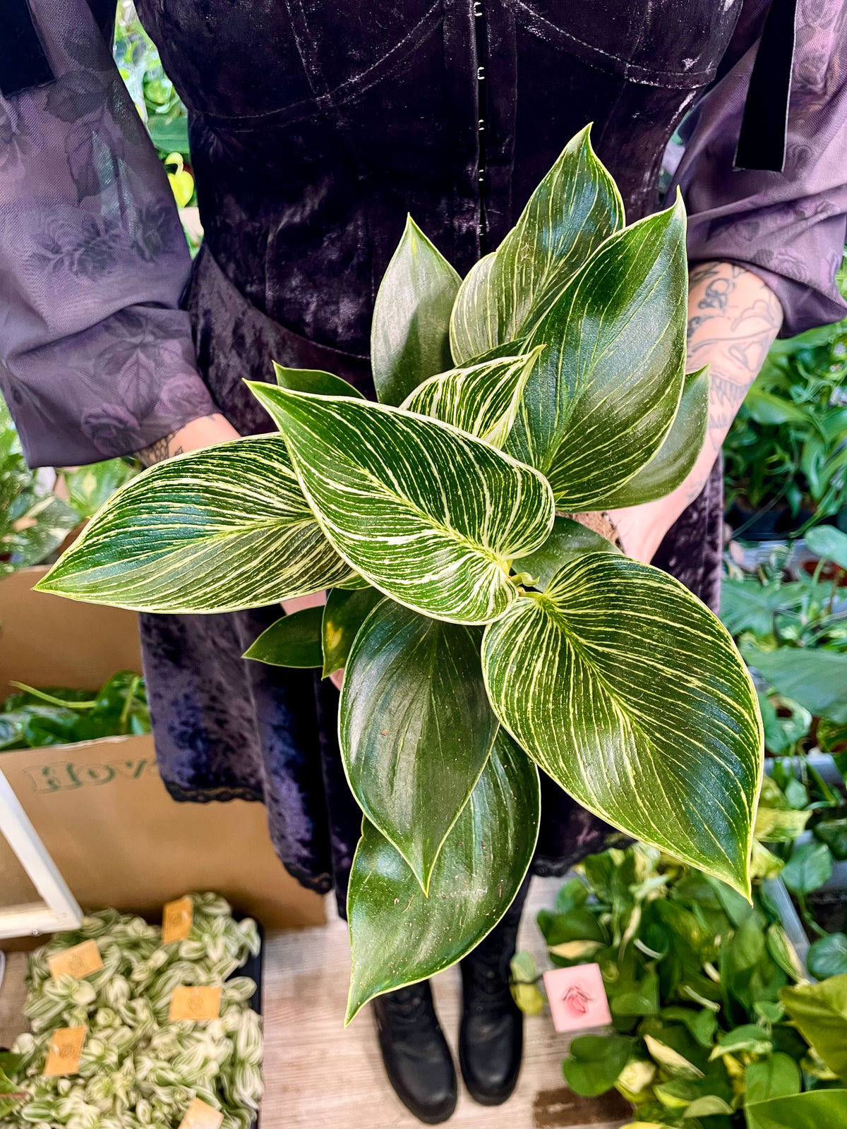 Philodendron Birkin fi14