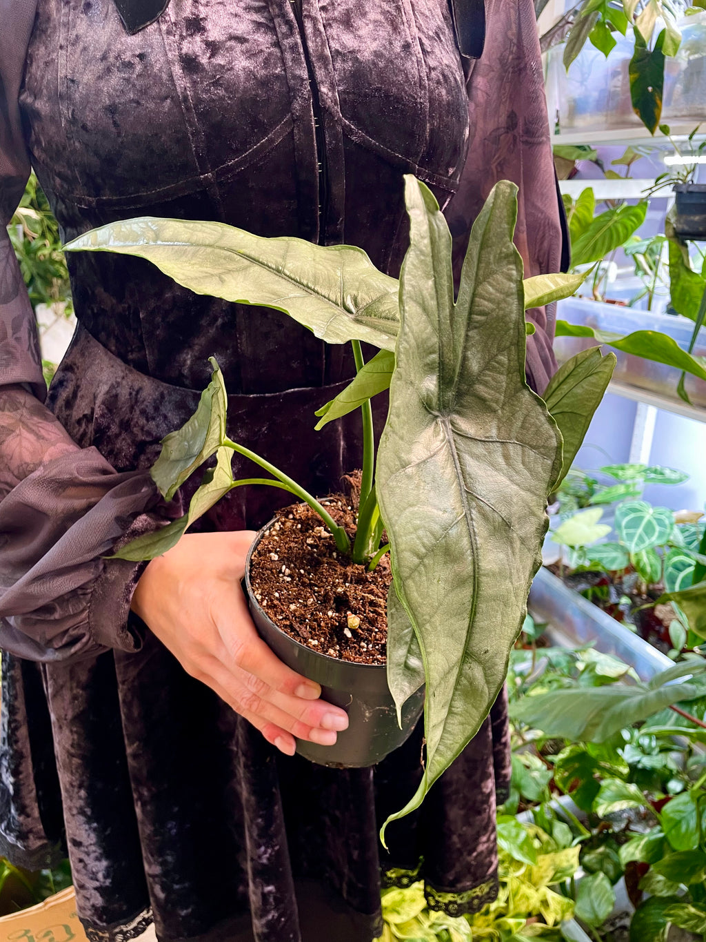 Alocasia Heterophylla Dragons Breath fi14