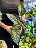 Alocasia Dragon Scale fi10