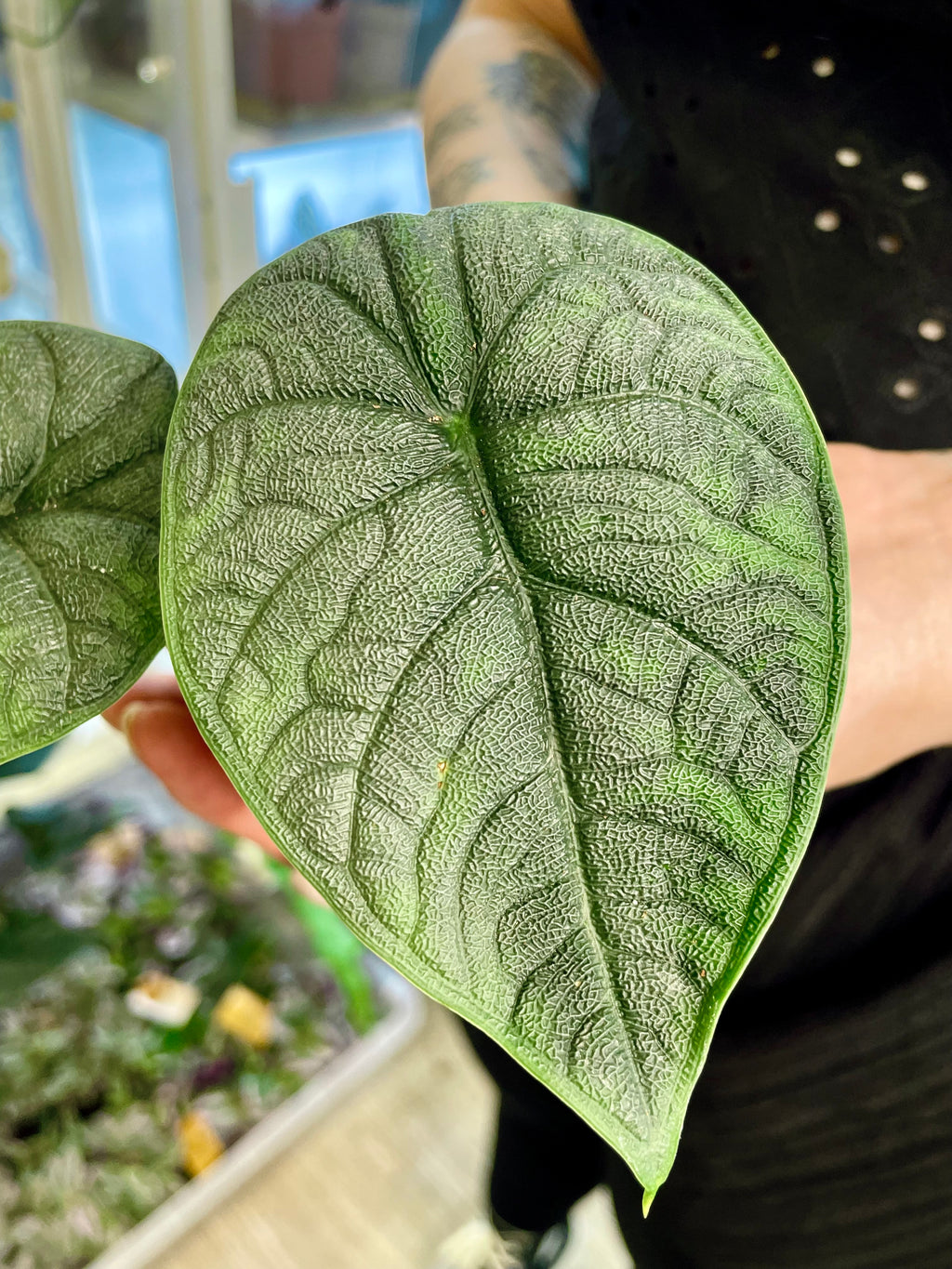 Alocasia Melo fi6