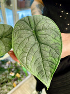 Alocasia Melo fi6