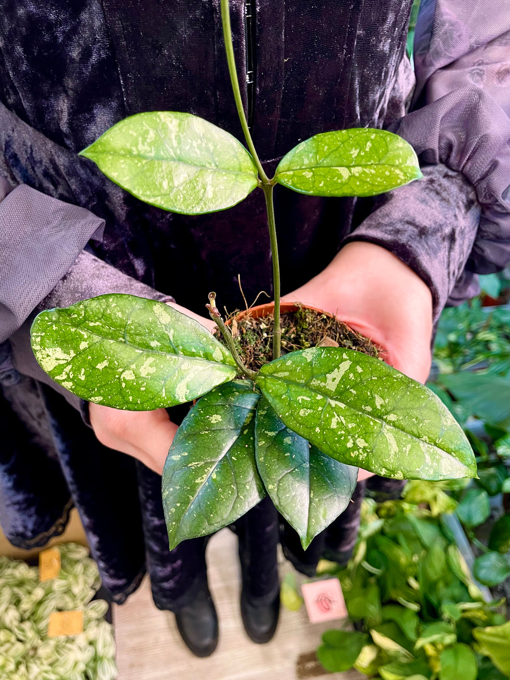 Hoya Crassipetiolata Splash fi10.50