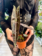 Alocasia Longiloba Purple
