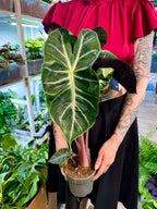 Alocasia Pink Dragon fi14