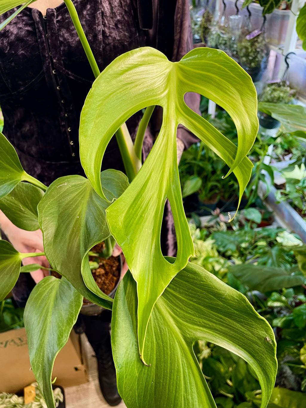 Monstera Burle Marx Flame fi15