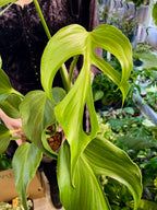 Monstera Burle Marx Flame fi15