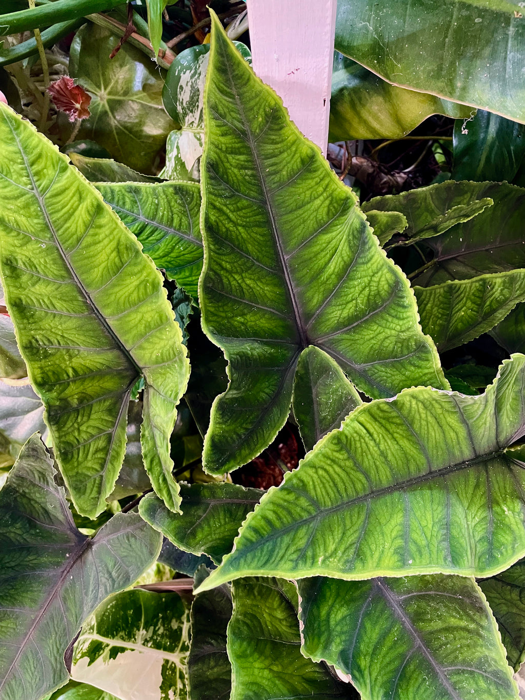 Alocasia Olanii fi8
