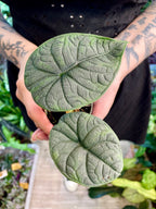 Alocasia Melo fi6