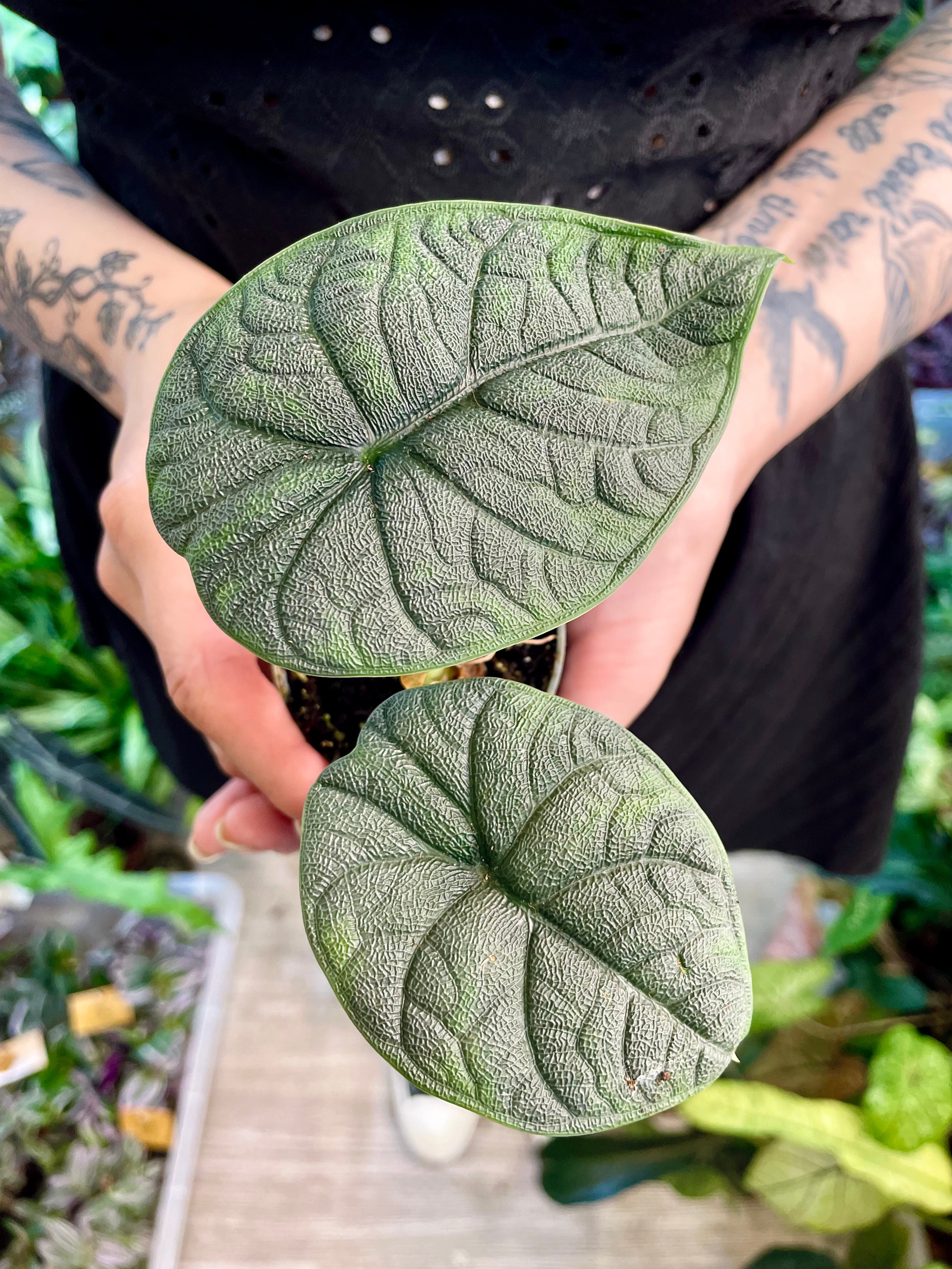 Alocasia Melo fi6