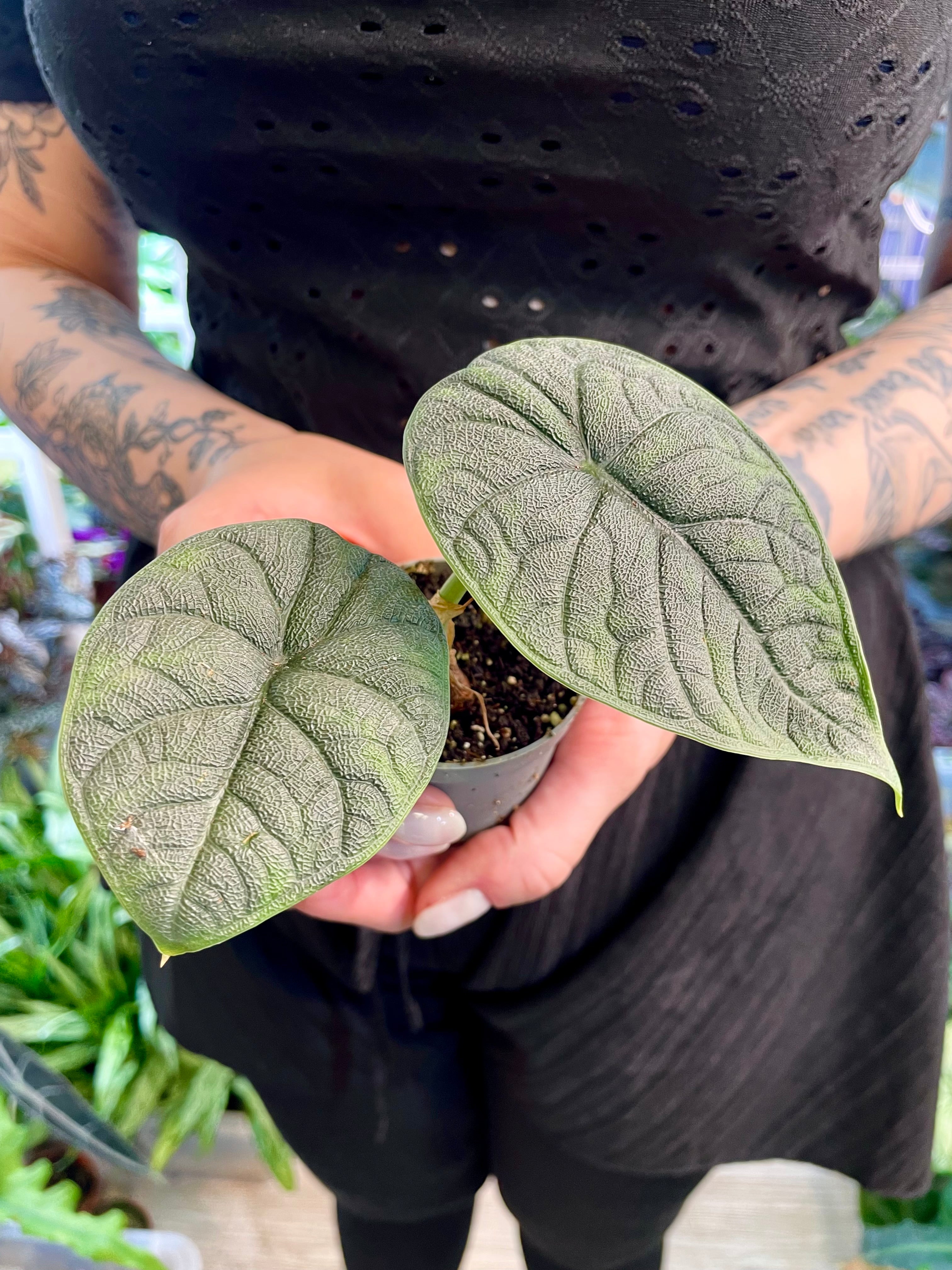 Alocasia Melo fi6