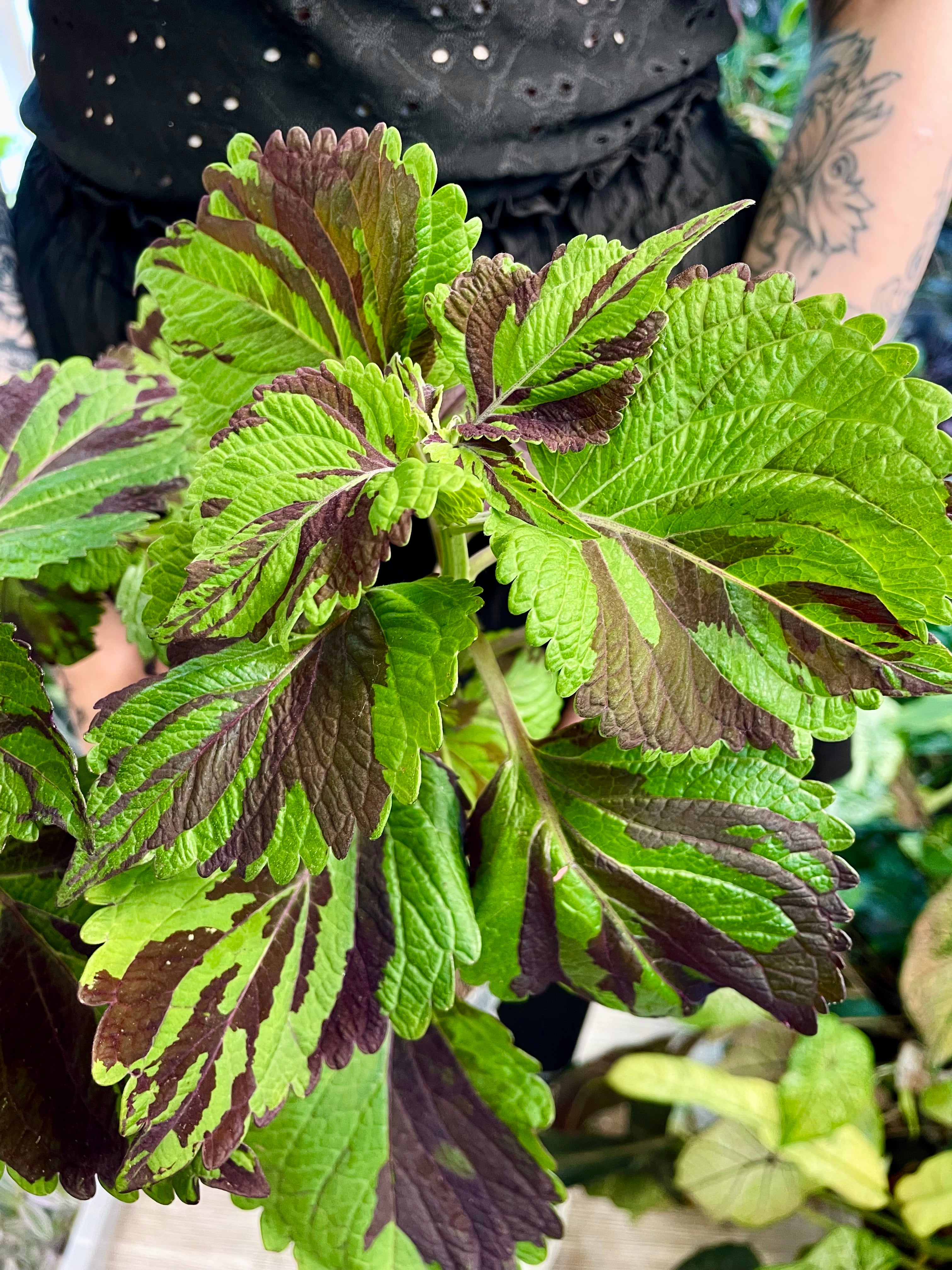 Coleus 'Green Lolite'