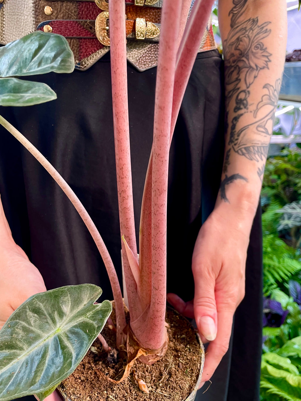 Alocasia Pink Dragon fi14