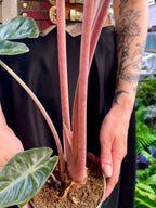 Alocasia Pink Dragon fi14