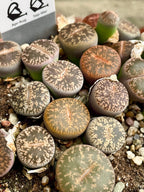 Lithops sukulent živi kamen