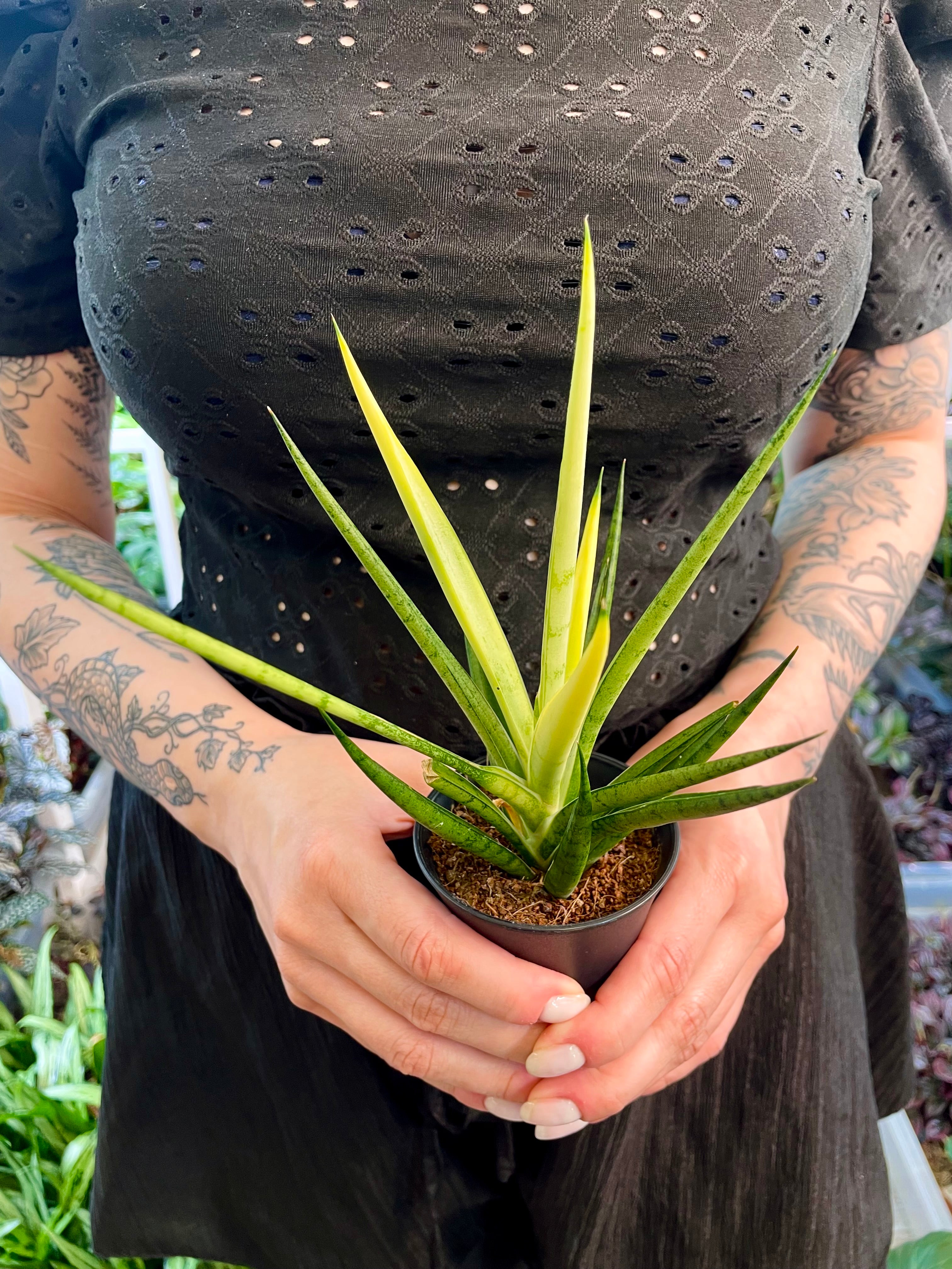 Sansevieria 'Comet Chrysanta Lemon' fi7,5