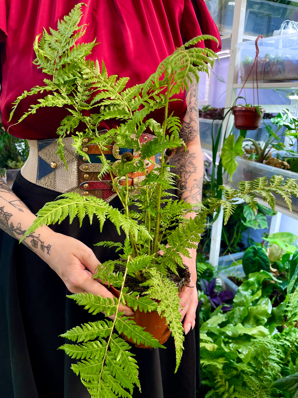 Cyathea cooperi Australska drvena paprat fi12